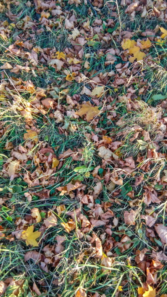 Осінь у траві
