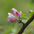 Цвет яблони