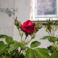 Day 80. Сегодня в твоем саду расцвели розы