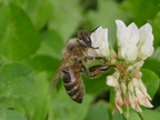 Пчелка труженица