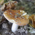 Рыженький грибочек